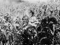 [Эльдиканцы] Прокопьева Галя в кукурузном поле на пришкольном участке 8 км